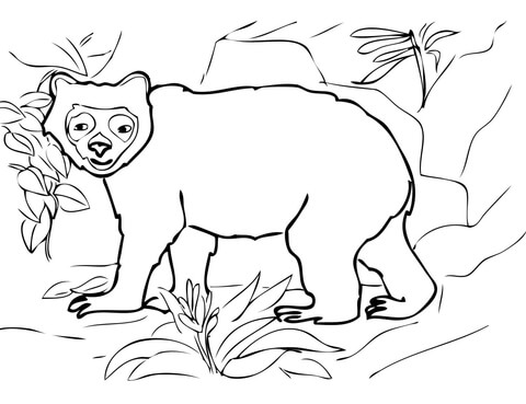 Andean Spectacled Bear Coloring Page